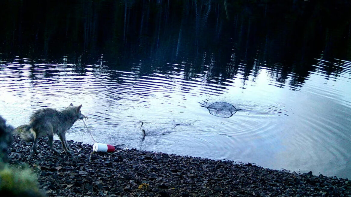 Χρησιμοποιούν οι λύκοι εργαλεία; Το βίντεο που διχάζει τους ειδικούς