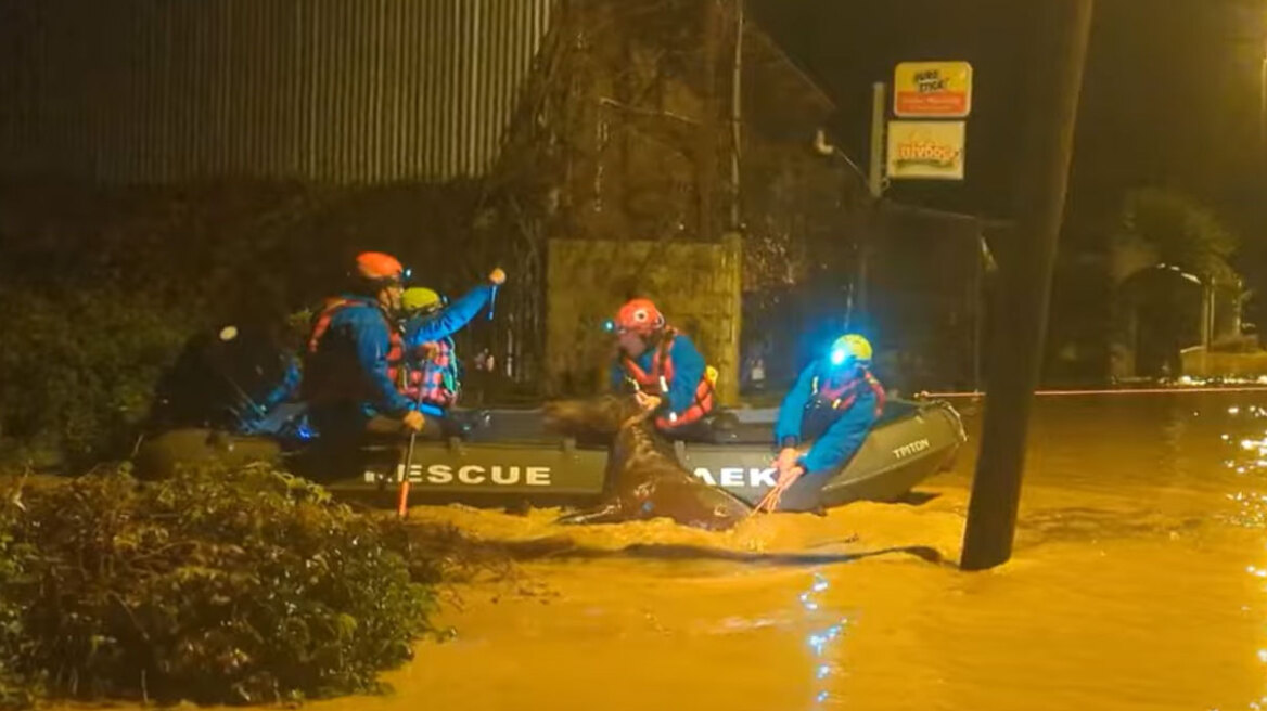 Απεγκλώβισαν άλογο που είχε παγιδευτεί από τις έντονες βροχοπτώσειες στη Φιλιππιάδα - Δείτε βίντεο