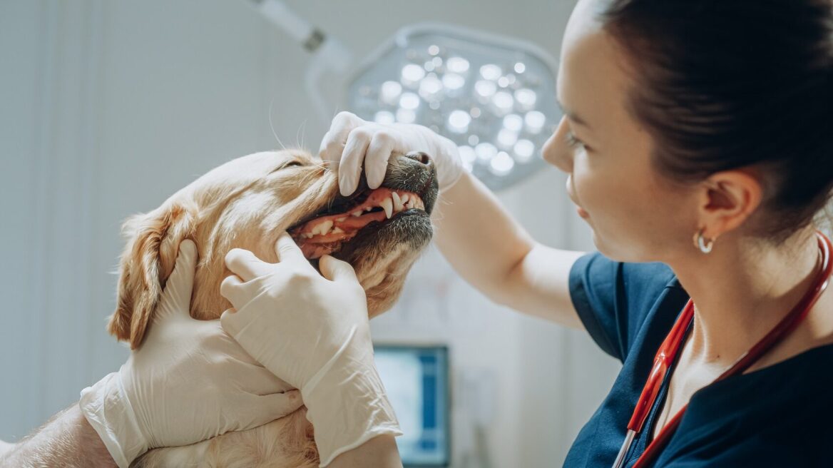 Έχει ο σκύλος σας κίτρινα δόντια; Τα φάρμακα και οι τροφές που μπορεί να είναι η αιτία
