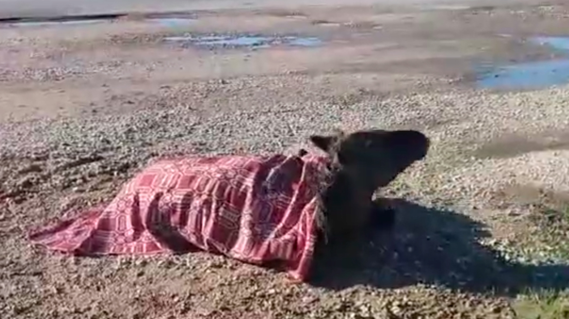 Άλογο χτυπήθηκε από αυτοκίνητο στην Εθνική Οδό Αγρινίου-Αμφιλοχίας και παραμένει τραυματισμένο στην άκρη του δρόμου