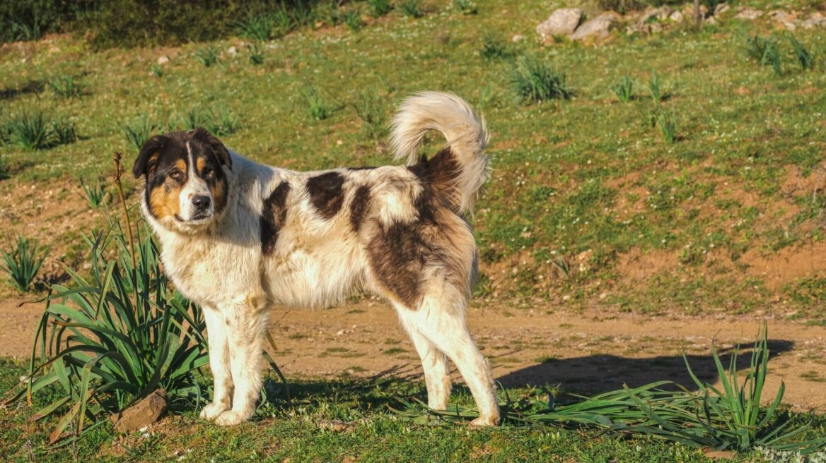 Ελληνικός Ποιμενικός: Ο πιστός και γενναίος σκύλος της ελληνικής υπαίθρου