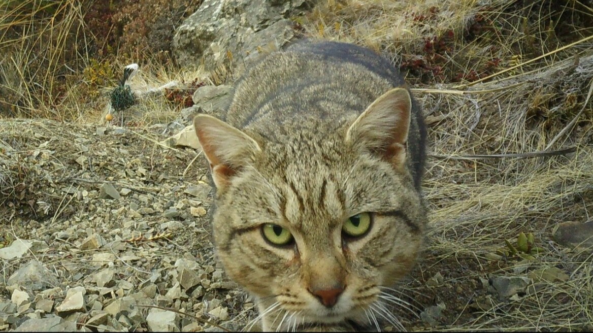 Η Νέα Ζηλανδία θα εξοντώσει όλες τις αδέσποτες άγριες γάτες ως το 2050 - «Είναι ψυχροί δολοφόνοι»