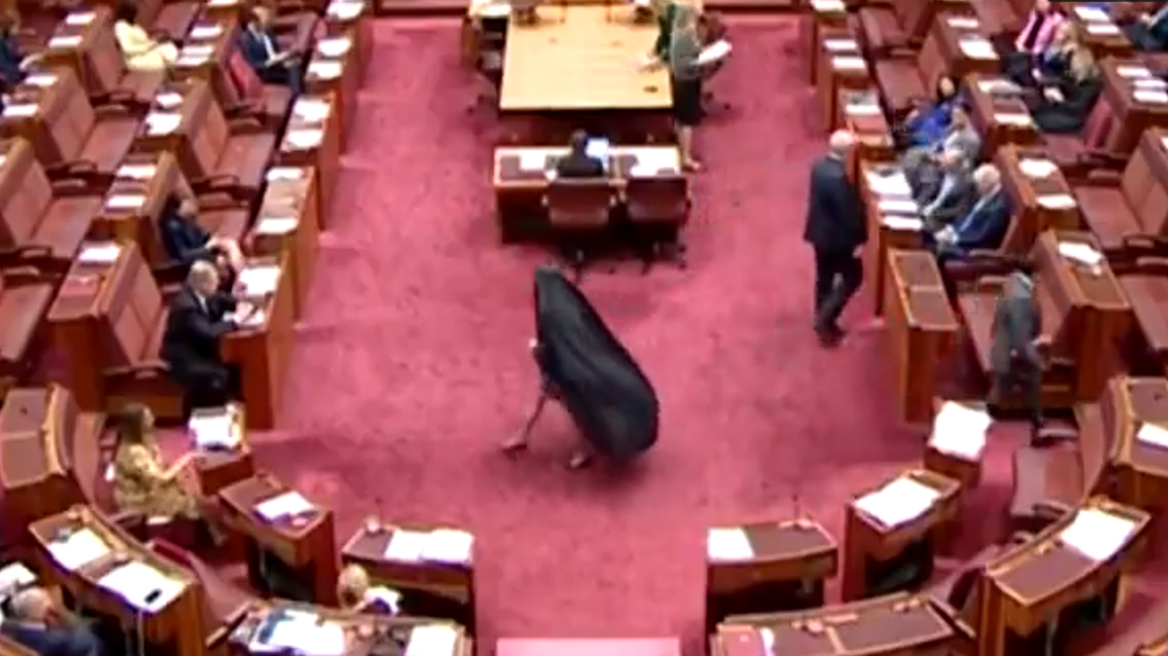 Αυστραλία: Επταήμερη... αποβολή σε ακροδεξιά γερουσιαστή για την εμφάνισή της με μπούρκα στη βουλή