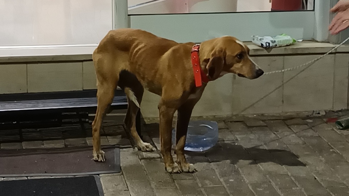 Mεγαλόπολη: Έβαλαν σκύλο σε τσουβάλι και τον πέταξαν σε κάδο σκουπιδιών