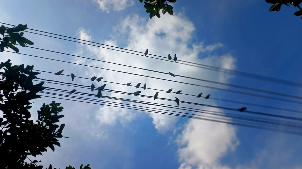 Λάρισα: Ένα πουλί προκάλεσε μπλακ άουτ - Η Πυροσβεστική απεγκλώβισε 14 άτομα από ασανσέρ