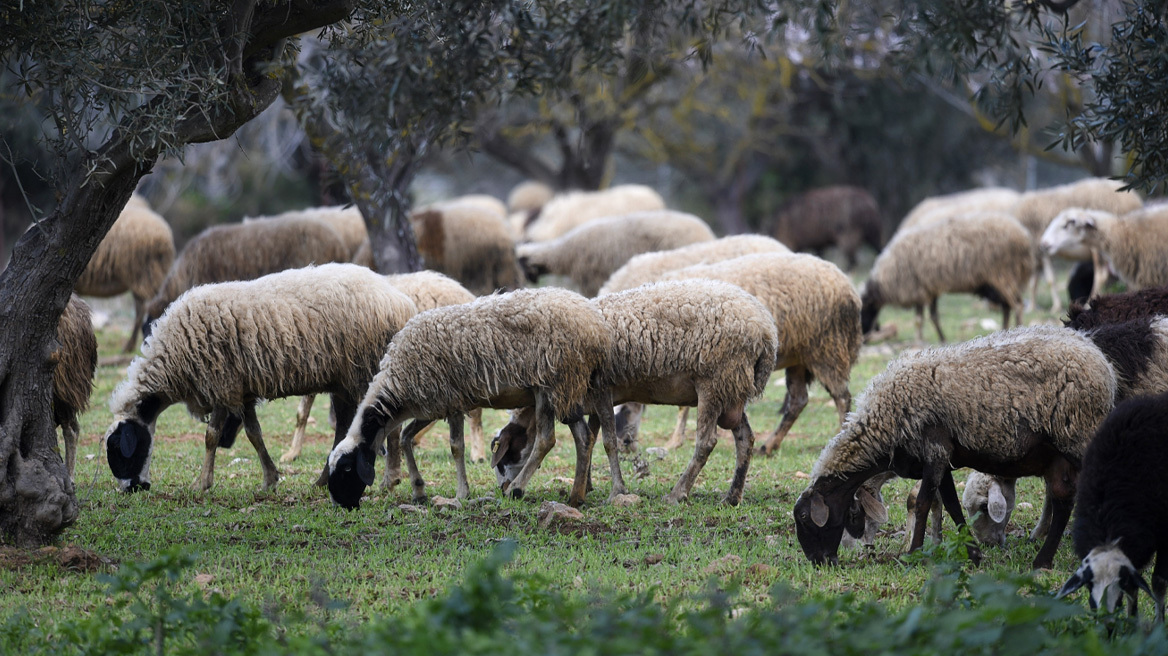 Αναστολή μέτρων αναγκαστικής εκτέλεσης για κτηνοτρόφους που πλήττονται από την ευλογιά των αιγοπροβάτων