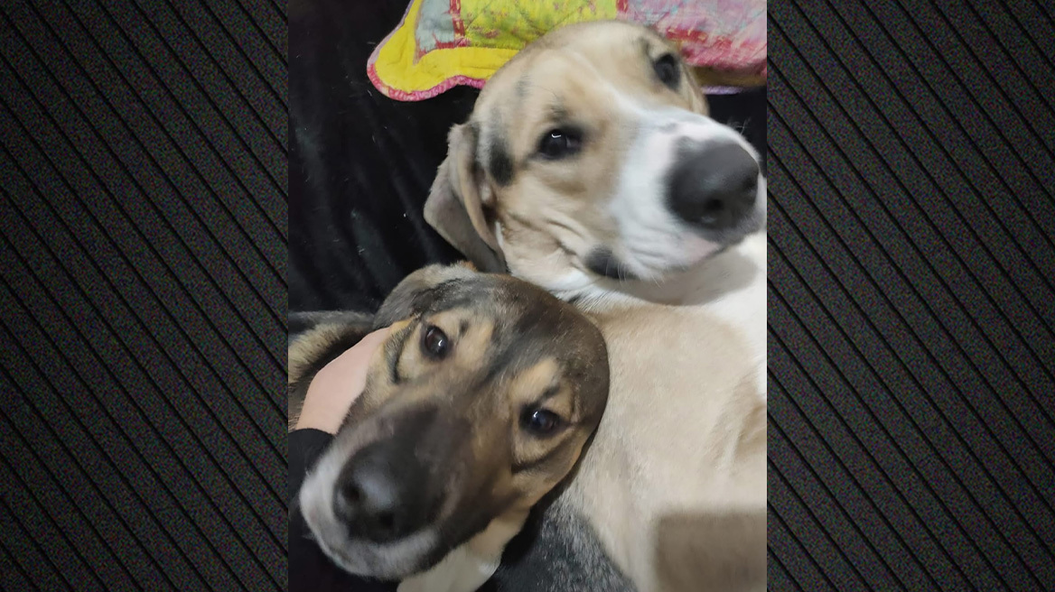 Τα τέσσερα σκυλάκια 71χρονου στην Αθήνα μπήκαν στο κηδειόχαρτό του - Τα ζώα μας θυμίζουν πώς αγαπάς αληθινά, λέει η κόρη του