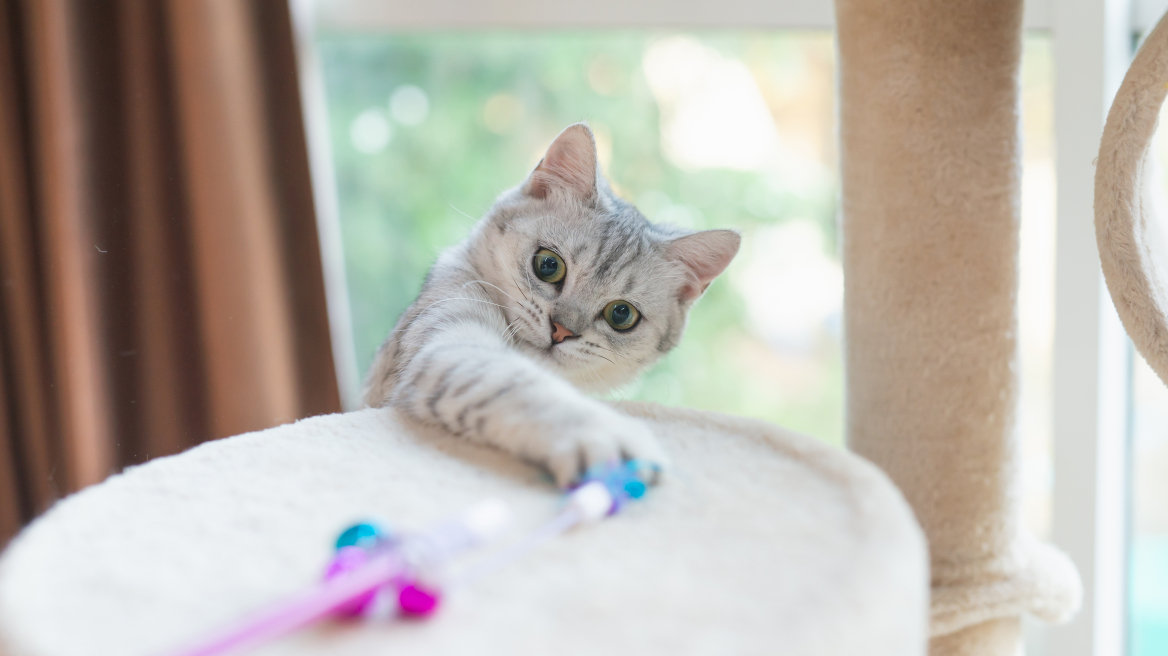 Εκπαιδεύοντας τη γάτα μας στο σπίτι- Τι δεν πρέπει να κάνουμε