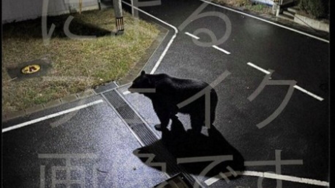 Ιαπωνική πόλη απέσυρε ανάρτηση για εμφάνιση αρκούδας λόγω εικόνας που είχε δημιουργηθεί μέσω ΑΙ