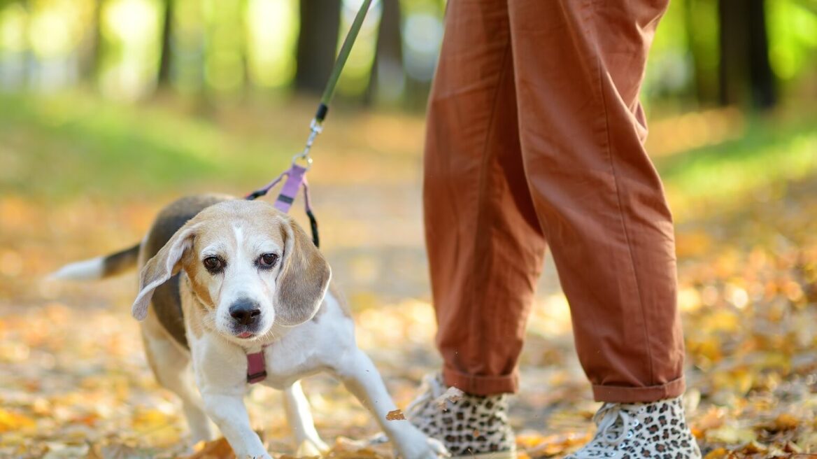 Οι αγενείς και συχνά επικίνδυνες συμπεριφορές που έχουν πολλοί κηδεμόνες σκύλων