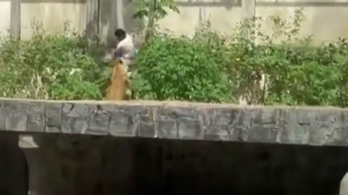 Τραγικός θάνατος για 19χρονο στη Βραζιλία: Μπήκε σε κλουβί ζωολογικού κήπου με λιοντάρια και τον κατασπάραξαν - Δείτε βίντεο