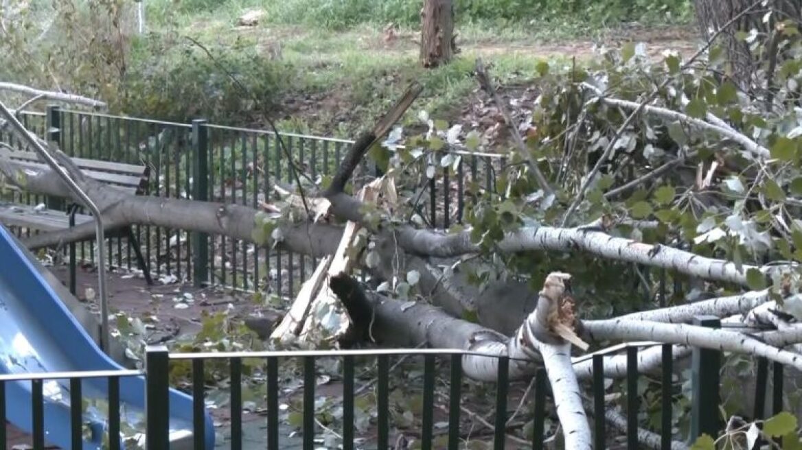 Δέντρο έπεσε σε παιδική χαρά στο Χαϊδάρι, δείτε βίντεο
