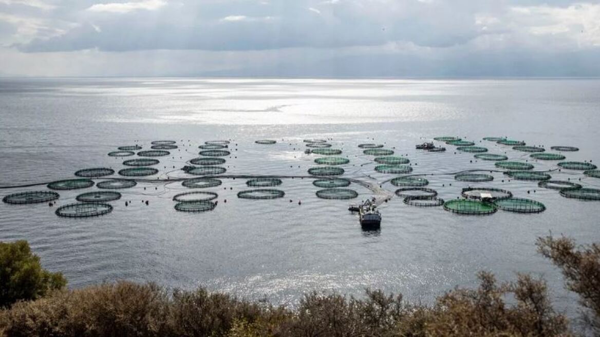 Υδατοκαλλιέργειες: Νούμερο 3 παίκτης στη Μεσόγειο η Ελλάδα – Αντιστέκεται εντός συνόρων η παραδοσιακή αλιεία