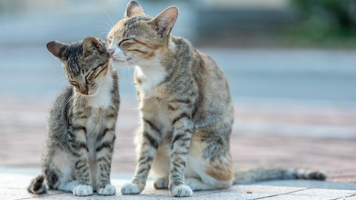 Με ποιους τρόπους επικοινωνούν οι γάτες μεταξύ τους