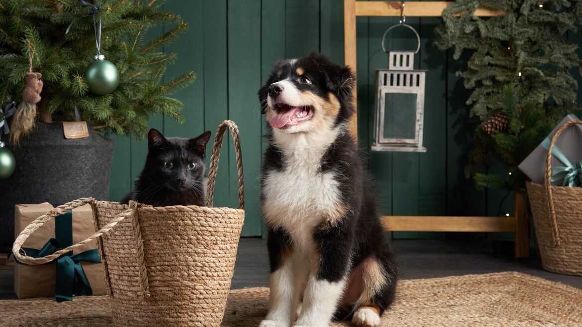 Τα χριστουγεννιάτικα δώρα που θα λατρέψει το κατοικίδιό σας