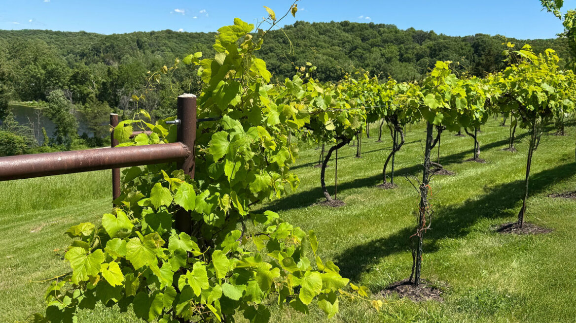 Τα «ξενιτεμένα» ελληνικά αμπέλια: Γιατί αυξάνεται η ζήτηση για ποικιλίες της χώρας μας από την Αμερική μέχρι την Αυστραλία