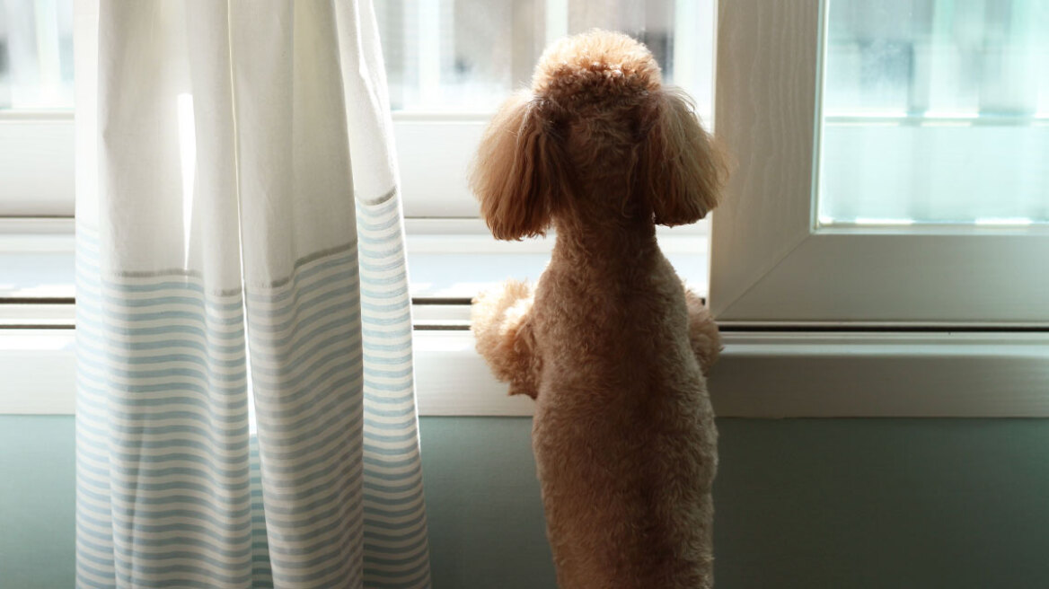 Πώς η μυρωδιά μας βοηθά το κατοικίδιο μας να υπολογίσει την ώρα της επιστροφής μας στο σπίτι