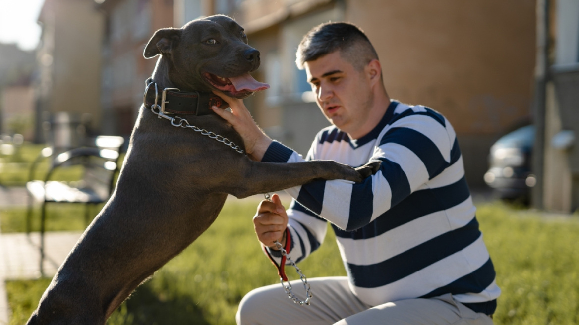 Pitbull: Πόσο αιμοβόρος και επιθετικός σκύλος είναι; Όλη η αλήθεια