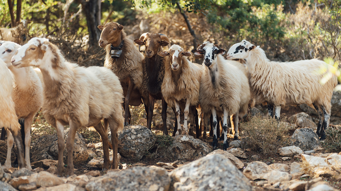 Τι ισχύει για τον εμβολιασμό για την ευλογιά των αιγοπροβάτων, 7 απαντήσεις σε ανακριβείς ισχυρισμούς