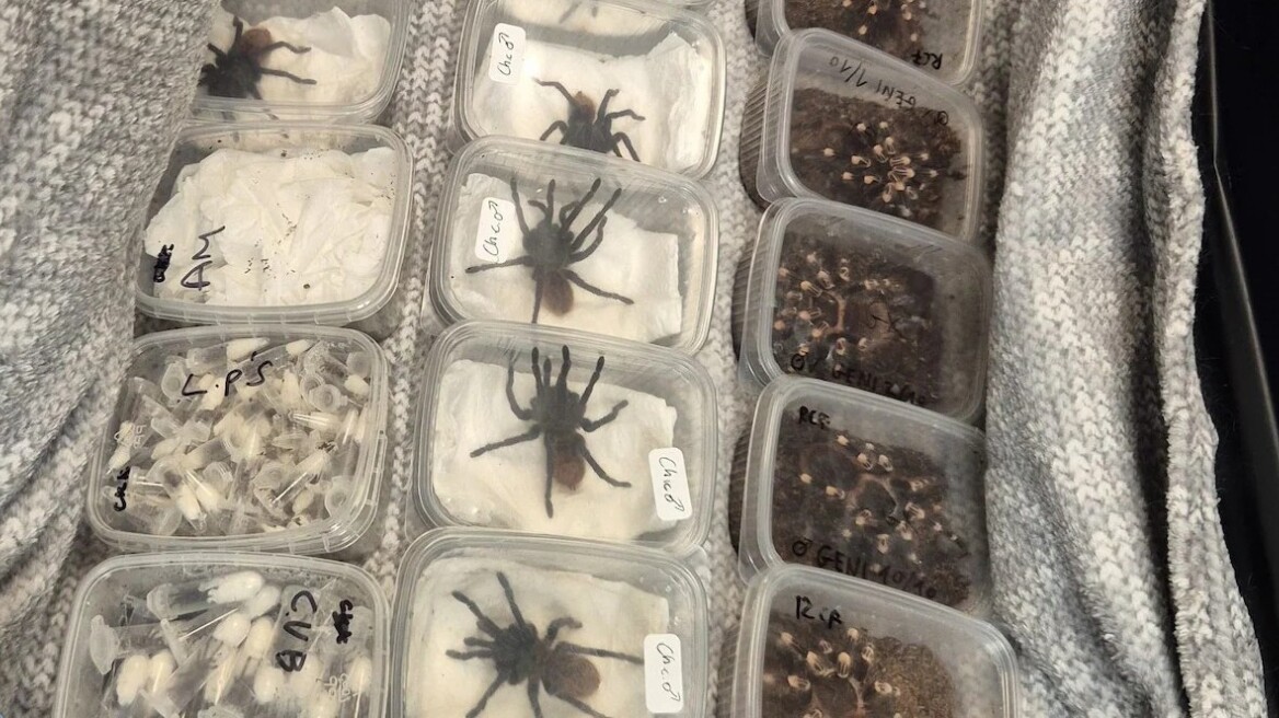 Η βρετανική αστυνομία βρήκε 2.000 ταραντούλες σε ένα αυτοκίνητο
