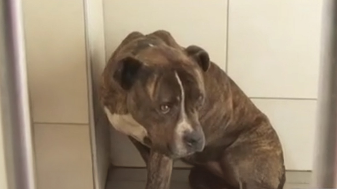 Τριάντα αιτήματα υιοθεσίας για το πίτμπουλ που σκότωσε τον 2χρονο στη Ζάκυνθο, τι λένε στο ΔΙΚΕΠΑΖ