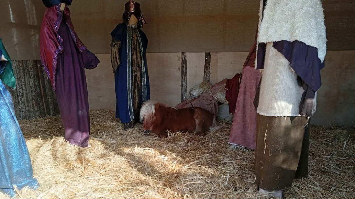 Αντιδράσεις από φιλόζωους για το ζωντανό αλογάκι στη φάτνη του Βόλου, «νούμερα που ζουν στον κόσμο τους» απαντά ο Μπέος