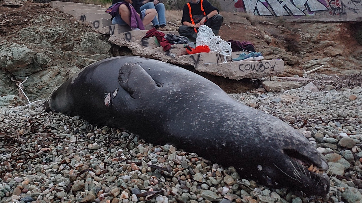 Πυροβόλησαν και σκότωσαν μεσογειακή φώκια στο Μαύρο Λιθάρι