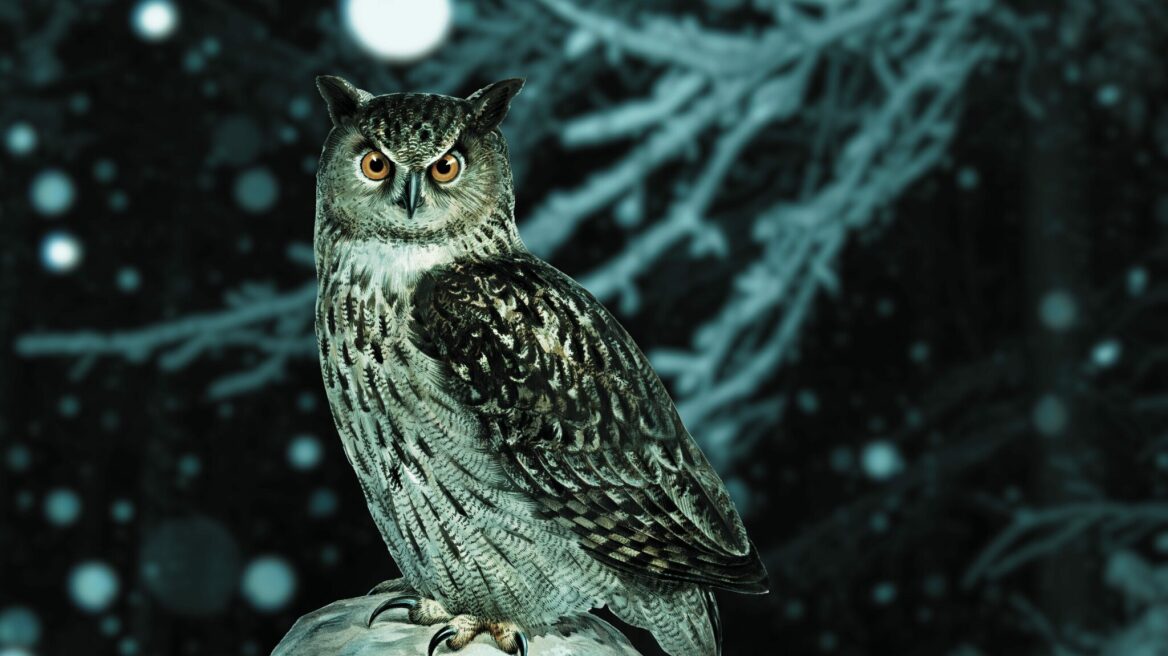 7 νυχτόβια πουλιά που ζουν στην Ελλάδα