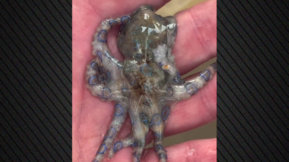 Τουρίστας έπιασε εν αγνοία του θανατηφόρο χταπόδι και έγινε viral στα social media 