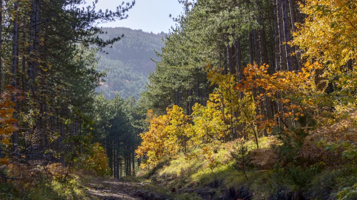 Συναγερμός στα ορεινά δάση της Πελοποννήσου: Τα ελληνικά έλατα πεθαίνουν μαζικά χωρίς να έχουν καεί