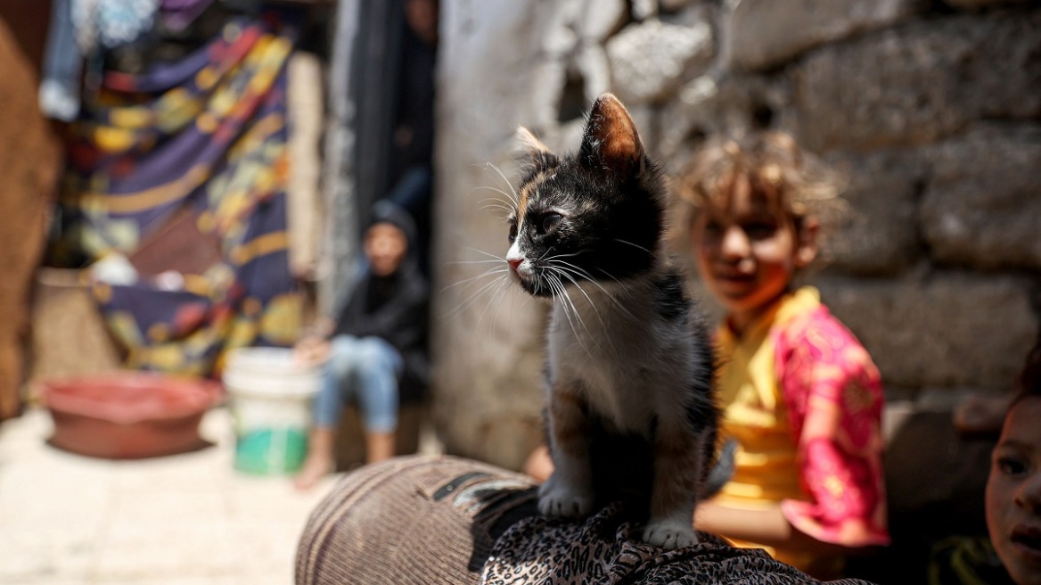 Ευτυχία είναι το πρόσωπο του κοριτσιού από την Παλαιστίνη που παίρνει για δώρο ένα γατάκι (βίντεο)
