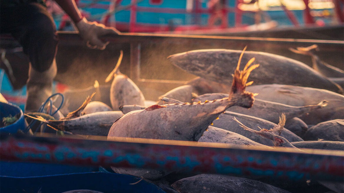 Η “σκοτεινή” αλήθεια πίσω από το ψάρεμα του τόνου στους ωκεανούς