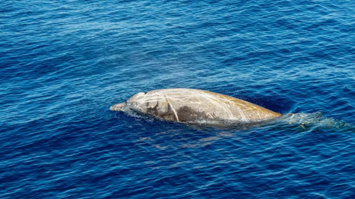 Εντυπωσιακή ανακάλυψη για τους ζιφιούς: Πώς οι ήχοι αποκαλύπτουν τα μυστικά των πιο μυστηριωδών φαλαινών