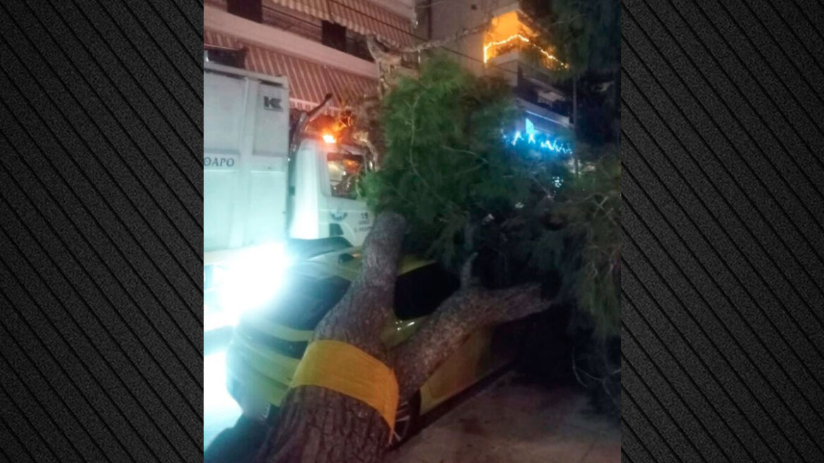 Μεγάλο πεύκο έπεσε σε απορριμματοφόρο και αυτοκίνητο στο Παλαιό Φάληρο, δείτε φωτογραφίες