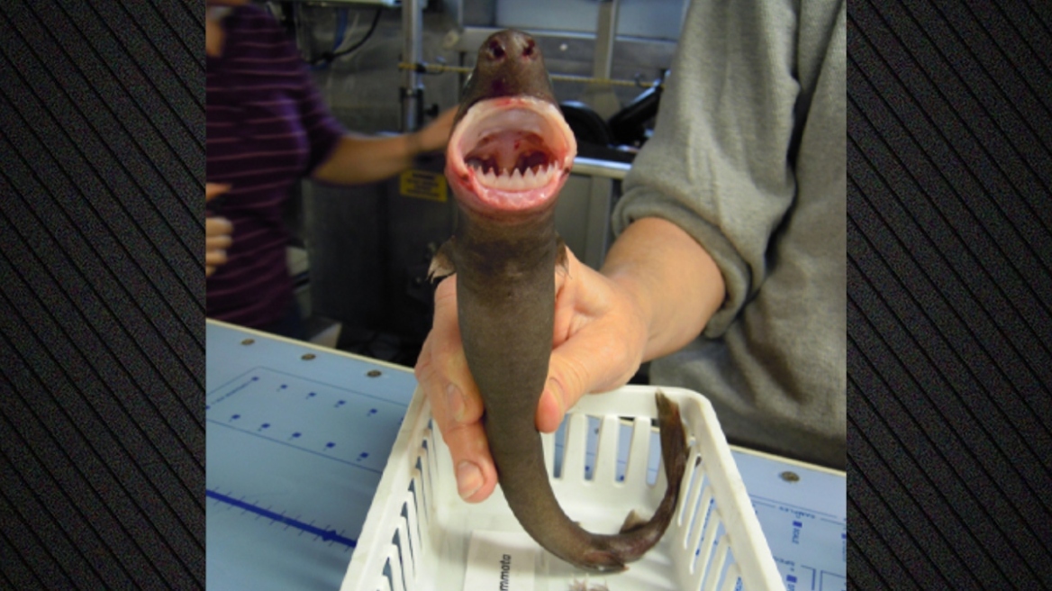 Πώς ένας μικρούλης καρχαρίας προκάλεσε σύγχυση στους επιστήμονες: Άφηνε κυκλικά τραύματα σε φάλαινες και ψάρια