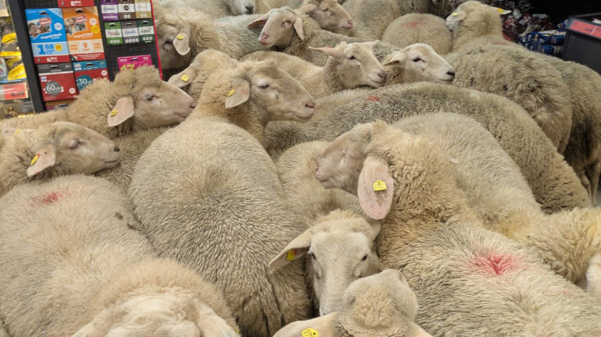 Πρόβατα έφυγαν από χωράφι και εισέβαλαν σε σούπερ μάρκετ στη Γερμανία, δείτε βίντεο 