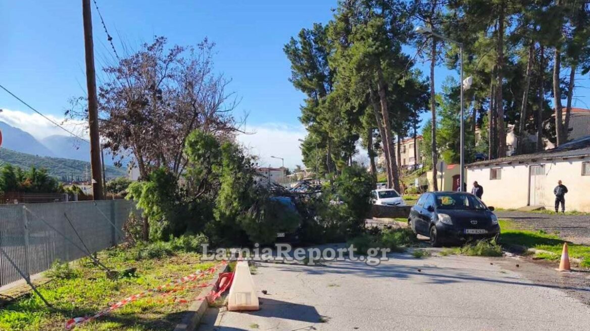 Πτώσεις δέντρων στη Λαμία από τους ισχυρούς ανέμους, δείτε βίντεο