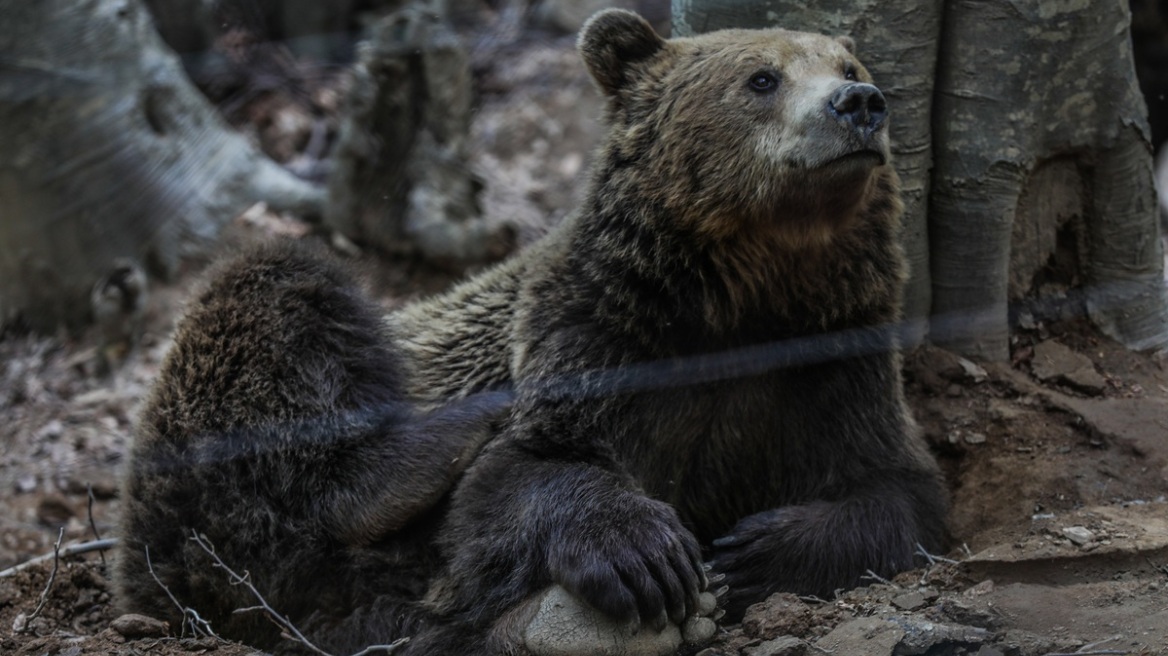 Νυμφαίο: Έπεσαν σε χειμέριο λήθαργο οι αρκούδες του Αρκτούρου