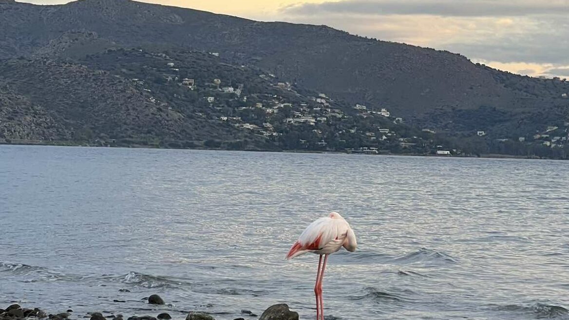 Αίγινα: Διασώθηκε τραυματισμένο φλαμίνγκο στην περιοχή του Αγίου Βασιλείου