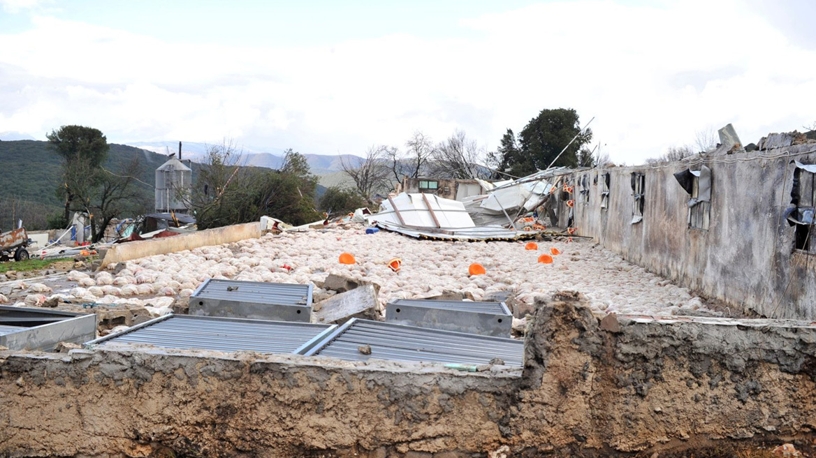 «Δεν έχουμε τίποτα άλλο, από αυτά ζούσαμε»: Σε απόγνωση η οικογένεια του πτηνοτρόφου που έχασε 40.000 κοτόπουλα από ανεμοστρόβιλο στο Καλπάκι