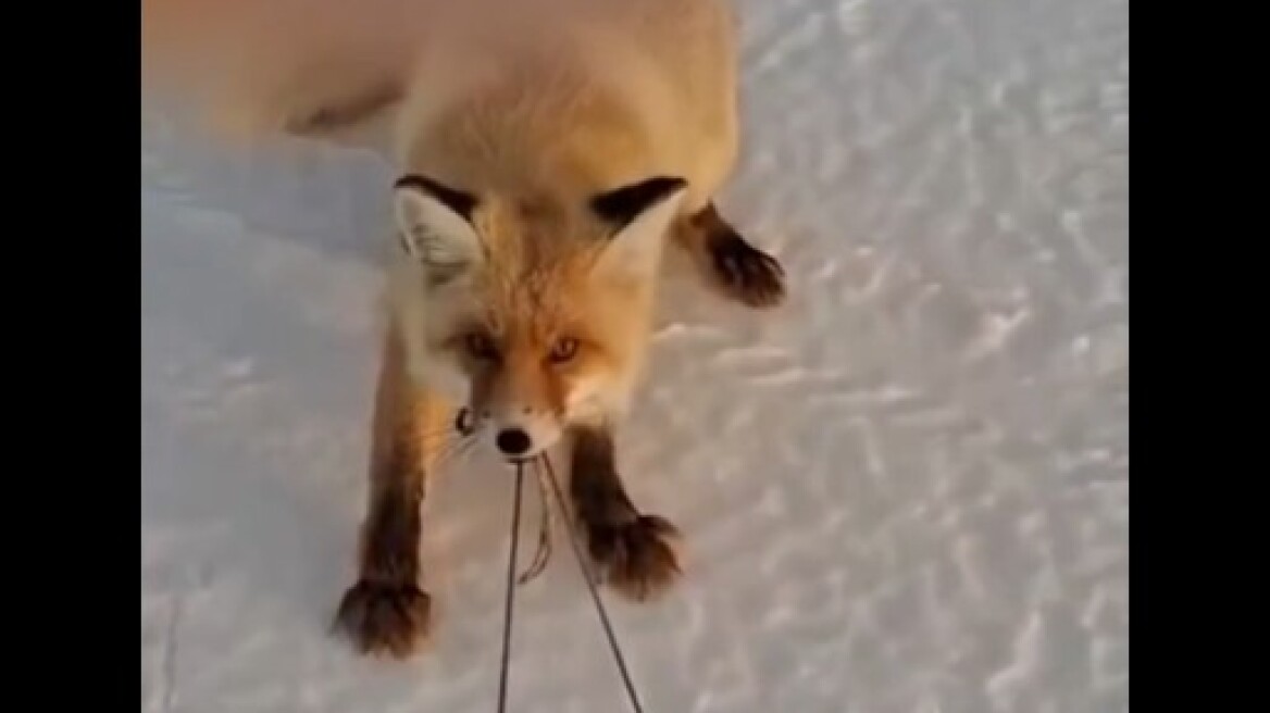 Αλεπού προσπαθεί να κλέψει έλκηθρο με ψάρια και γίνεται viral για την αποφασιστικότητά της, δείτε βίντεο