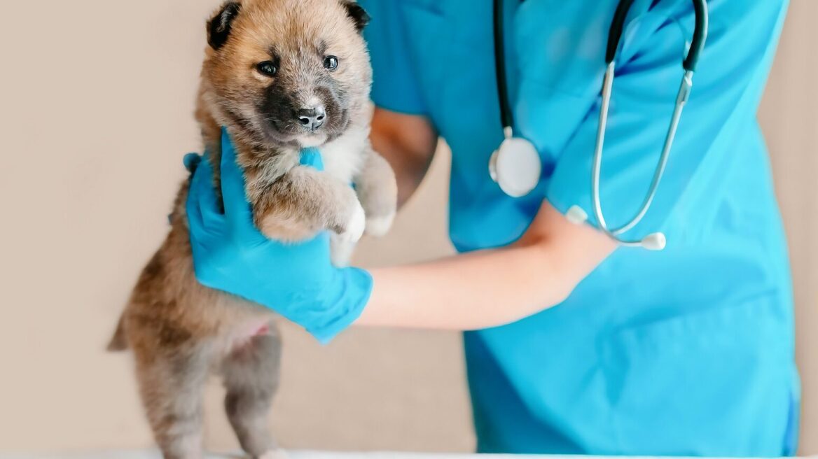 Πώς να επιλέξετε έναν κτηνίατρο- Τα 7 βασικά κριτήρια που πρέπει να έχετε στο μυαλό σας