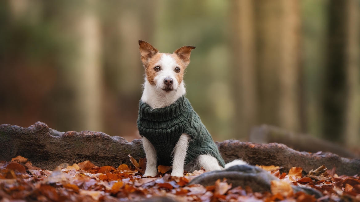 Τα ρούχα που θα προστατέψουν τον σκύλο σας τις πιο κρύες μέρες του χειμώνα