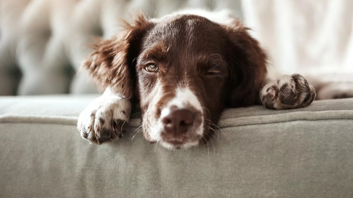 O κουρασμένος σκύλος είναι χαρούμενος σκύλος – Μύθος ή αλήθεια;