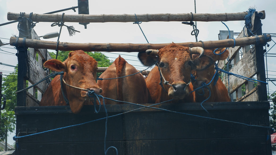 Aνοιχτή εκδήλωση για τη μεταφορά ζώντων παραγωγικών ζώων από την «A Promise to Animals»  