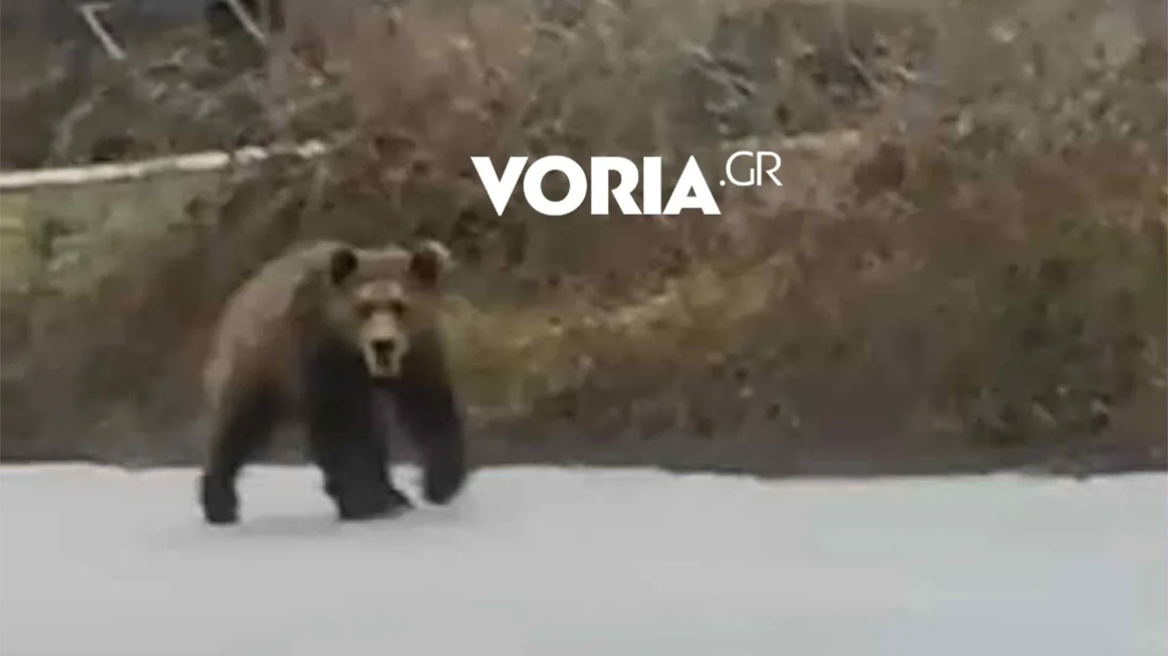 Αρκούδα κάνει βόλτες σε δρόμους της Αναρράχης στην Κοζάνη, δείτε βίντεο