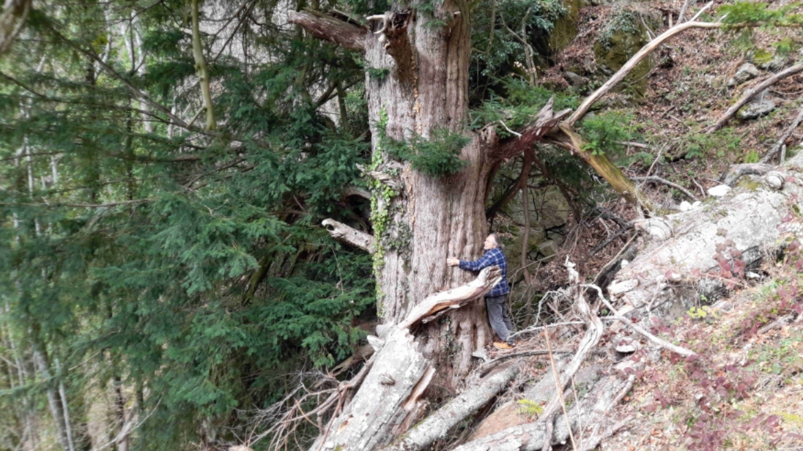 Δέντρο 1.074 ετών και 23 μέτρων στέκει στο Εθνικό Πάρκο Κερκίνης από τη Βυζαντινή Αυτοκρατορία