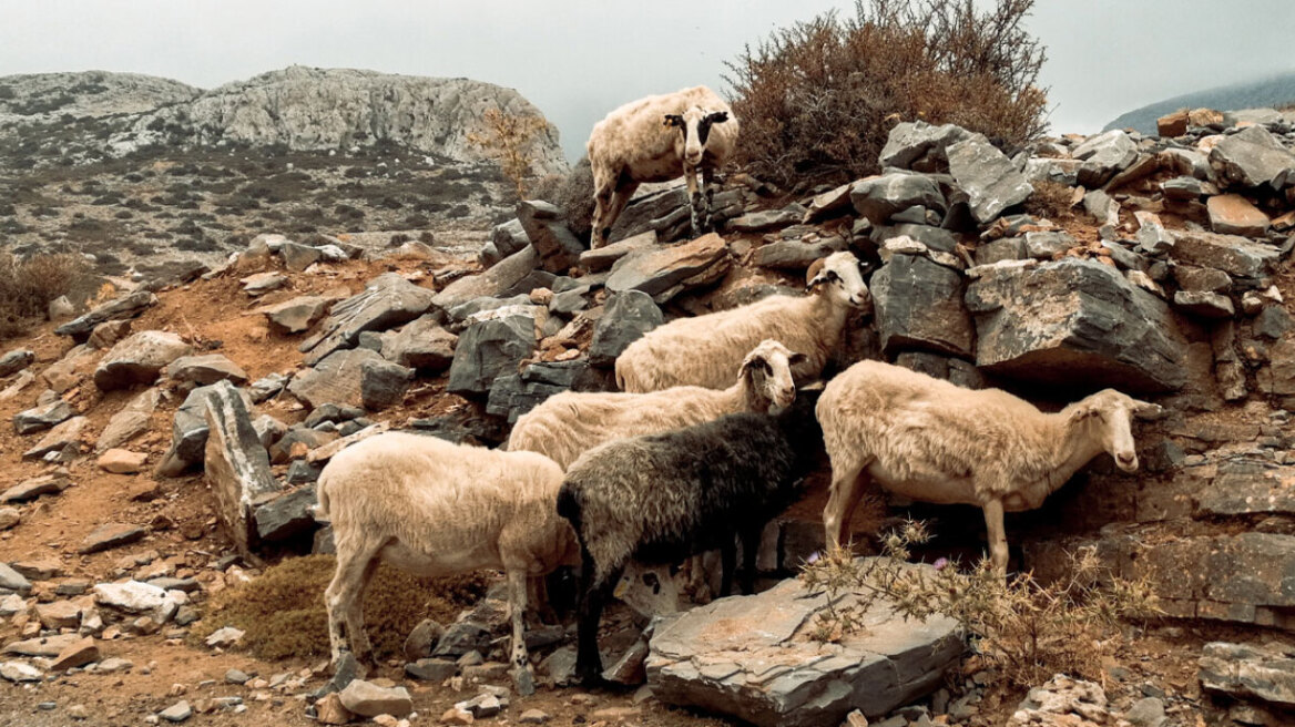 EFSA για ευλογιά των προβάτων: Δεν υπάρχουν εμβόλια εγκεκριμένα σε επίπεδο ΕΕ, περίπλοκη η ελληνική περίπτωση
