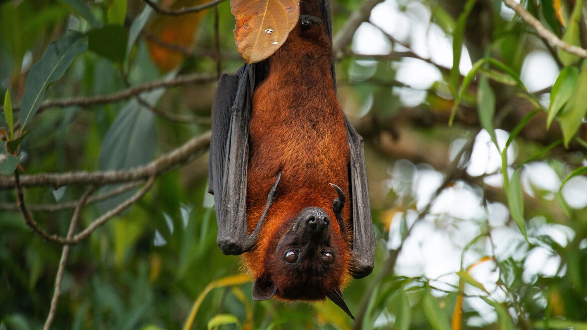 Συναγερμός στην Ινδία για θανατηφόρο ιό που μεταδίδεται από τις νυχτερίδες, μάχη για να μην πάρει διαστάσεις πανδημίας