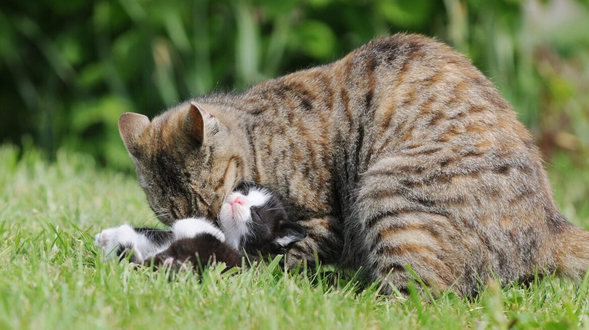 Οι άγνωστοι λόγοι που η μητέρα γάτα δαγκώνει τα γατάκια της